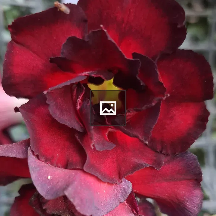 Red velvety flower close-up