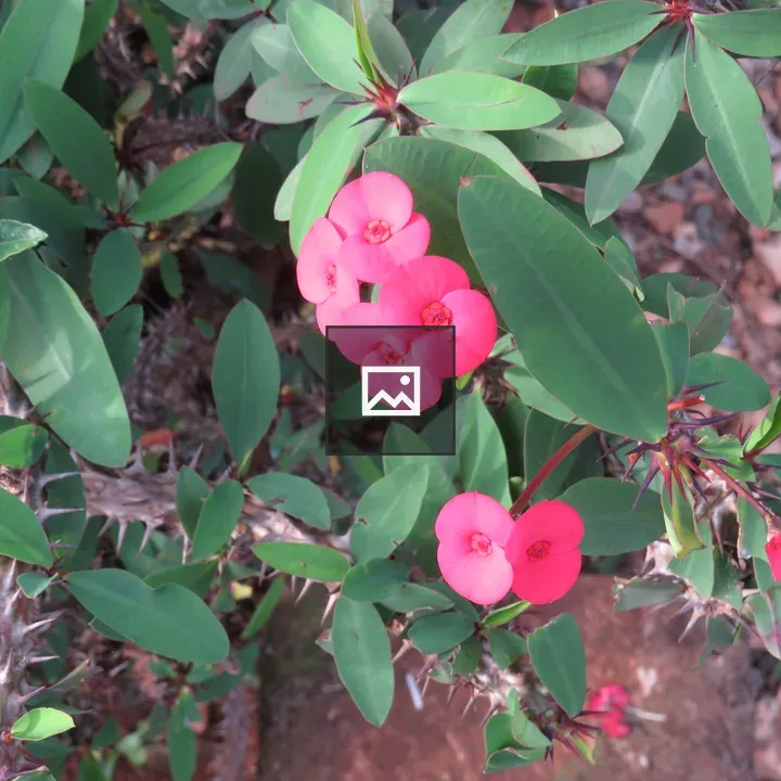 Bright pink Crown of Thorns flowers
