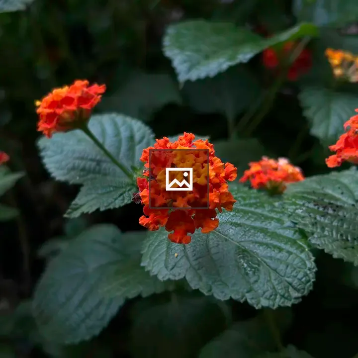 Cluster of orange-red flowers