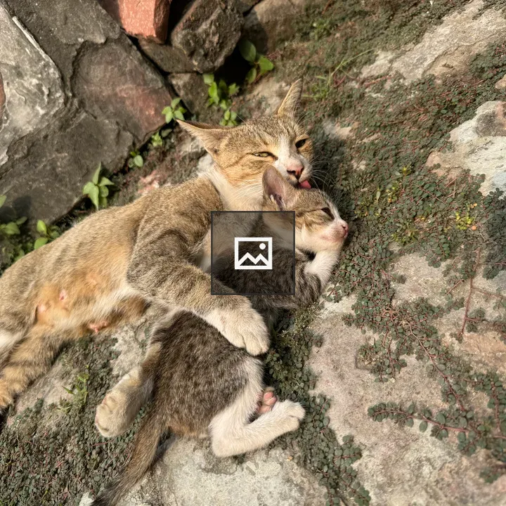 Mother cat and kitten resting