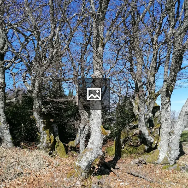 Odd-shaped trees in Vosges