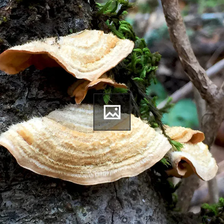 Mushrooms On Mossy Tree Trunks