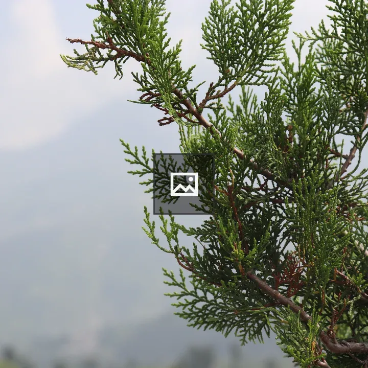 Evergreen Branches in Pakistan