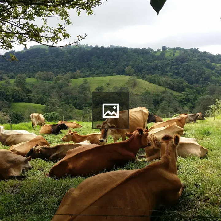 Herd of cows resting on grass