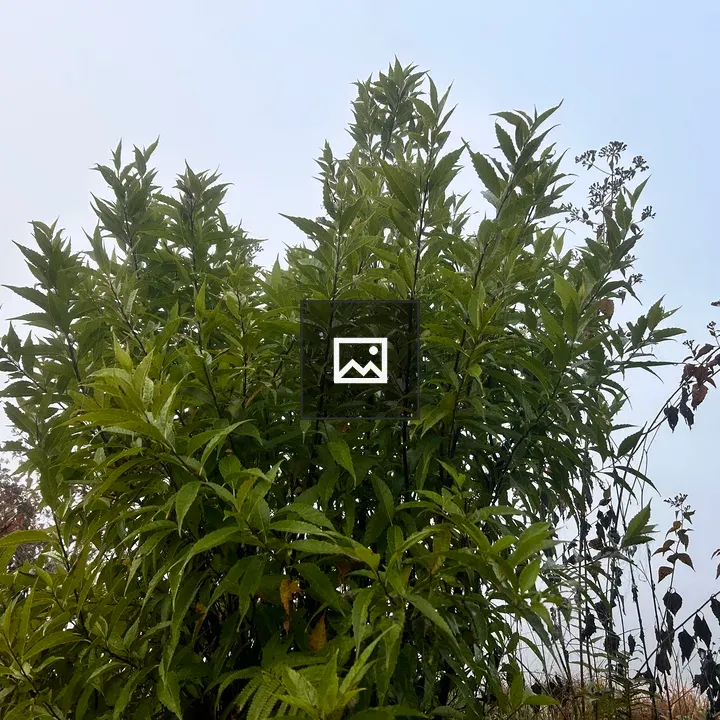 Green bushes in the picture