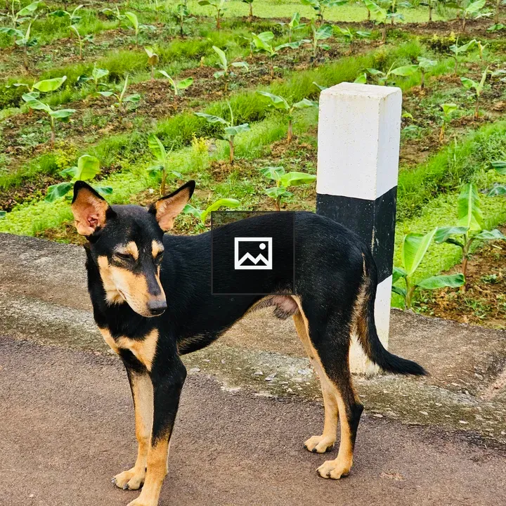 Indian street dog in garden