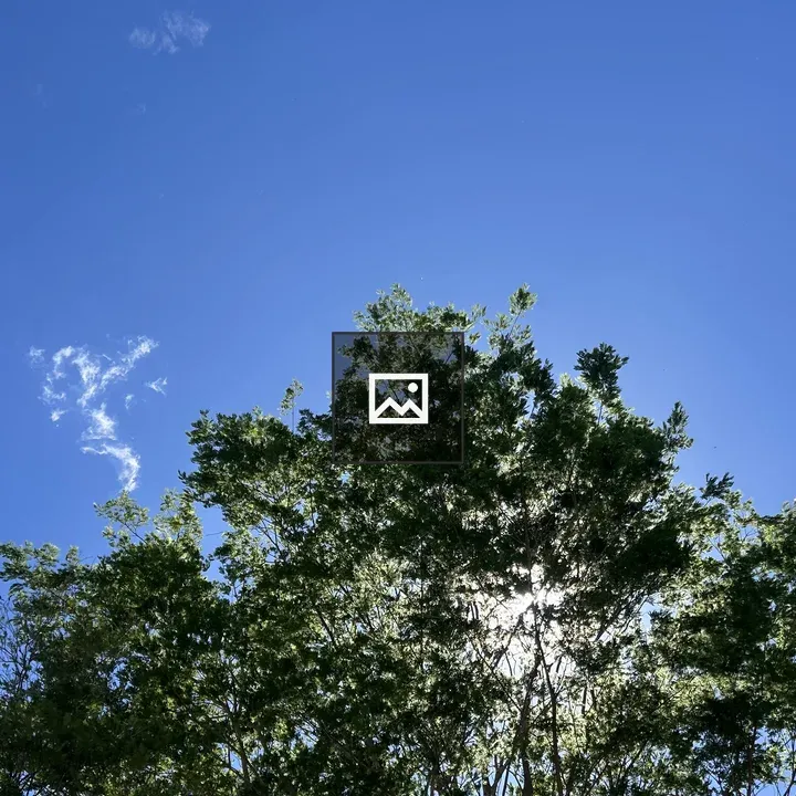Lush Tree Canopy Against Sky
