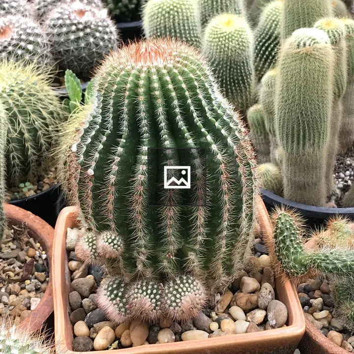 Cactus in Pot