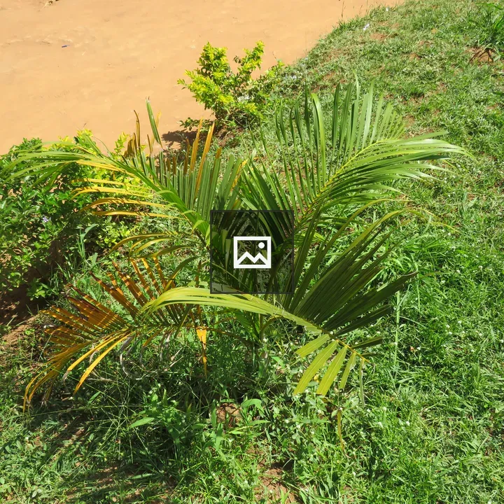 Young palm among wild grass