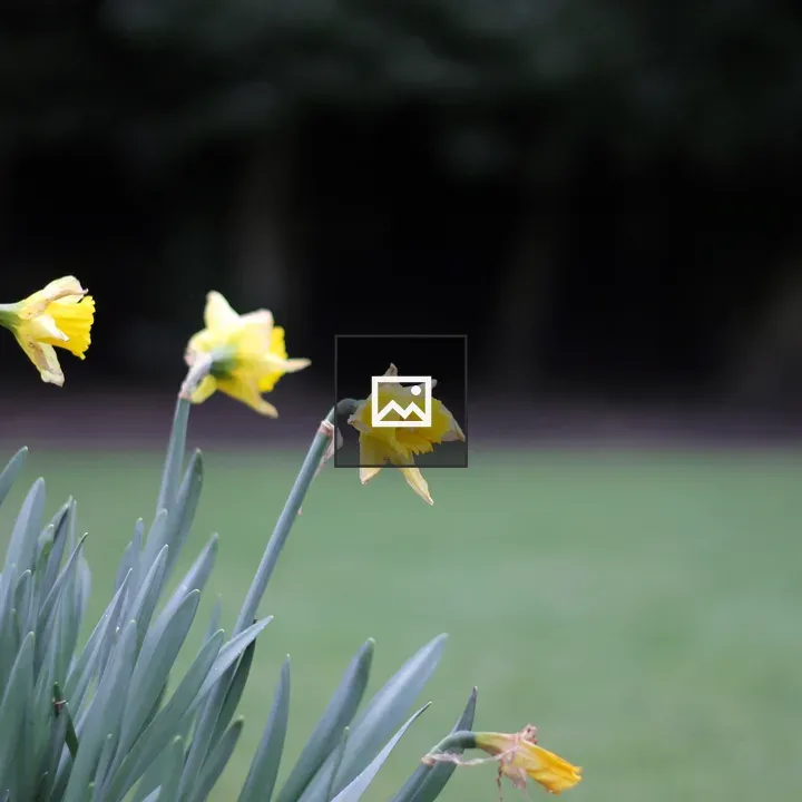 Wild daffodil flowers
