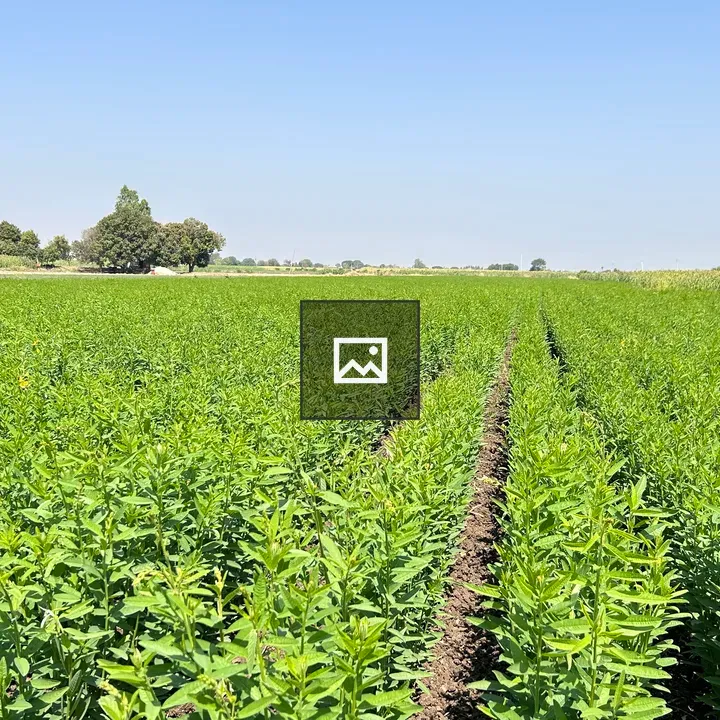 Greenari in the Farm
