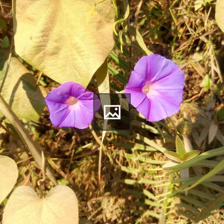 Two purple bell flowers
