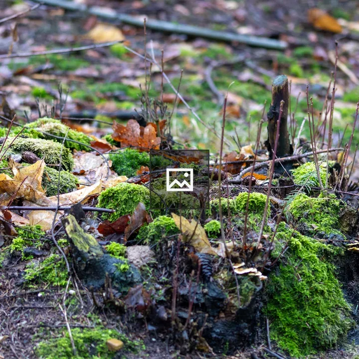Forest Ground with Leaves and Mushrooms