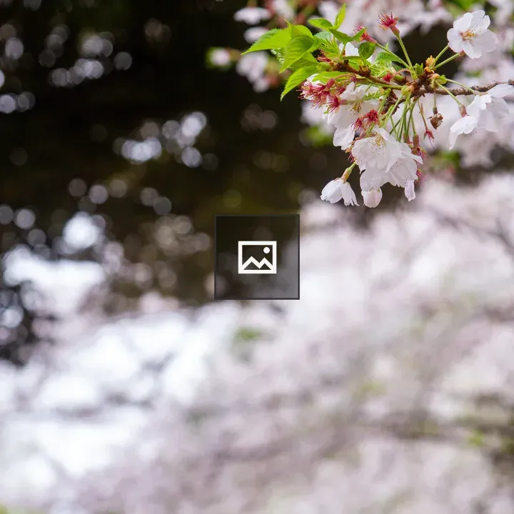 Delicate cherry blossom petals