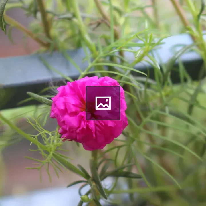 Bright pink Portulaca flower