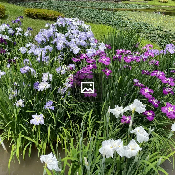 Japanese iris flowers purple and white