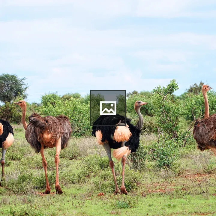 Four Ostriches in Africa