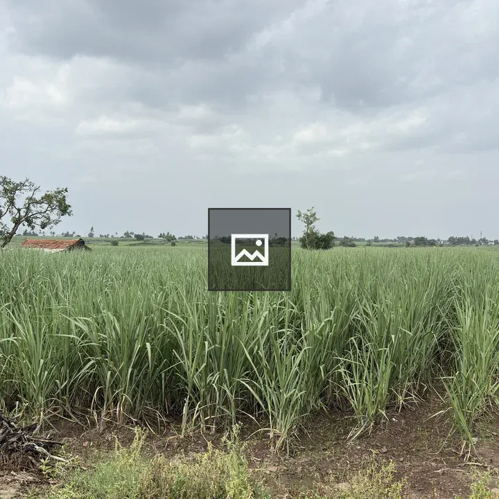Fields of tall grasses landscape