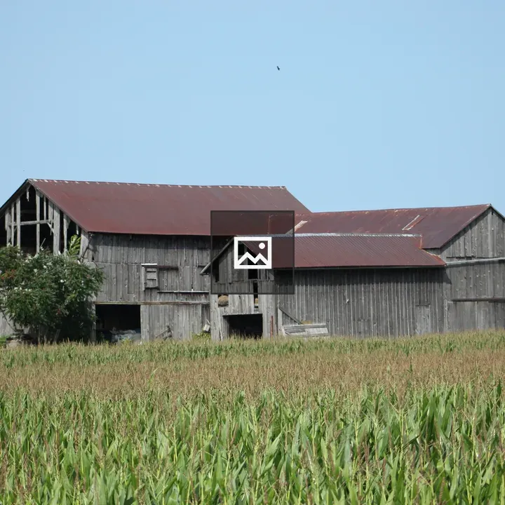 Old barn and corn field