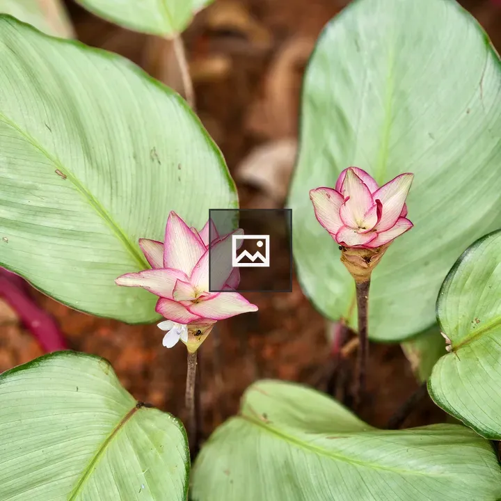 Calathea loeseneri Plant