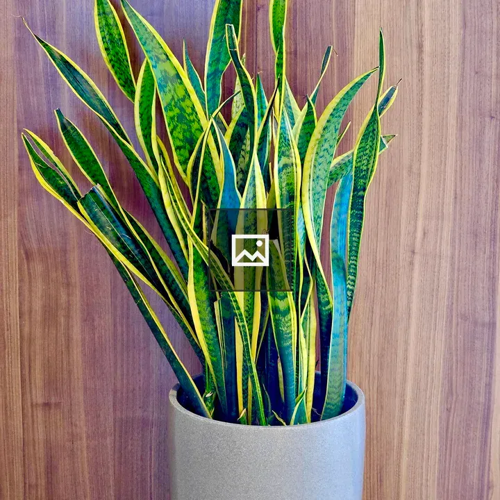 Snake plant in pot