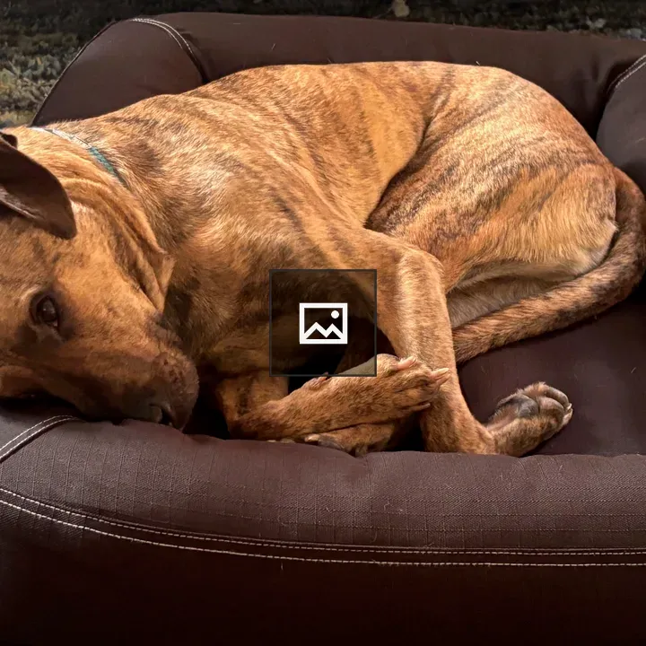 Brown brindle dog curled in bed