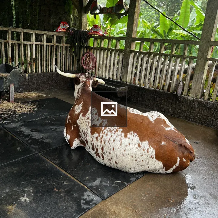 Cow resting in rustic shelter