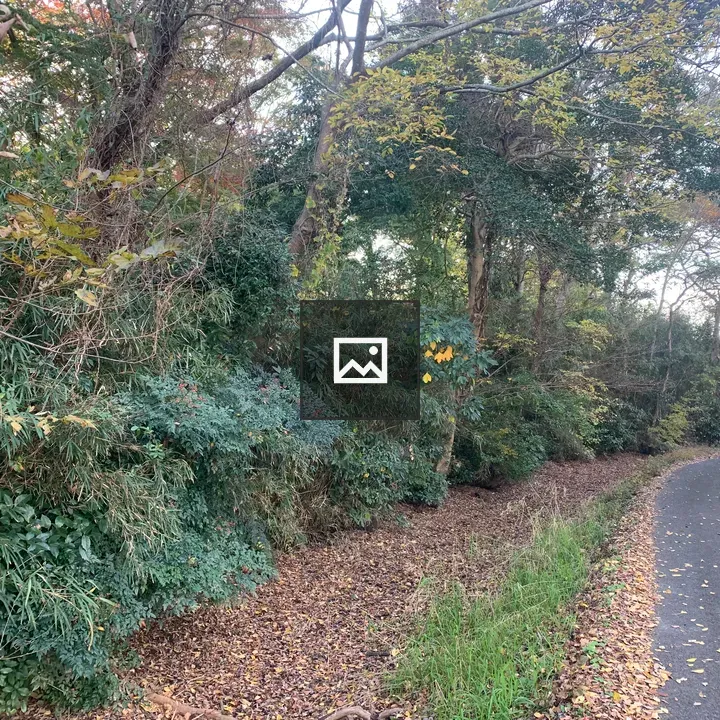 Forest side road in Toede's Forest