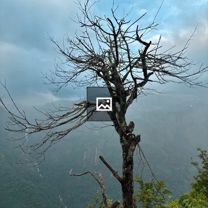 Leafless Tree in Hillside