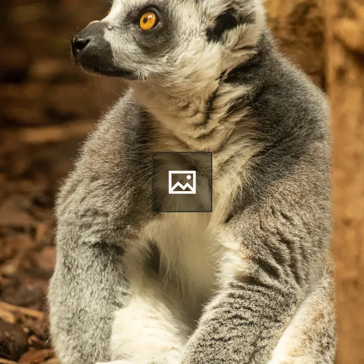 Ring-tailed Lemur