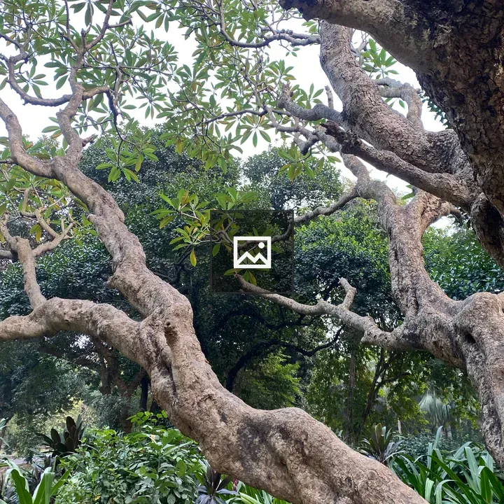 Gnarled tree branch with green leaves