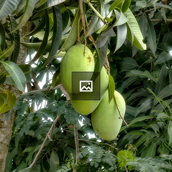 Green mangoes on tree