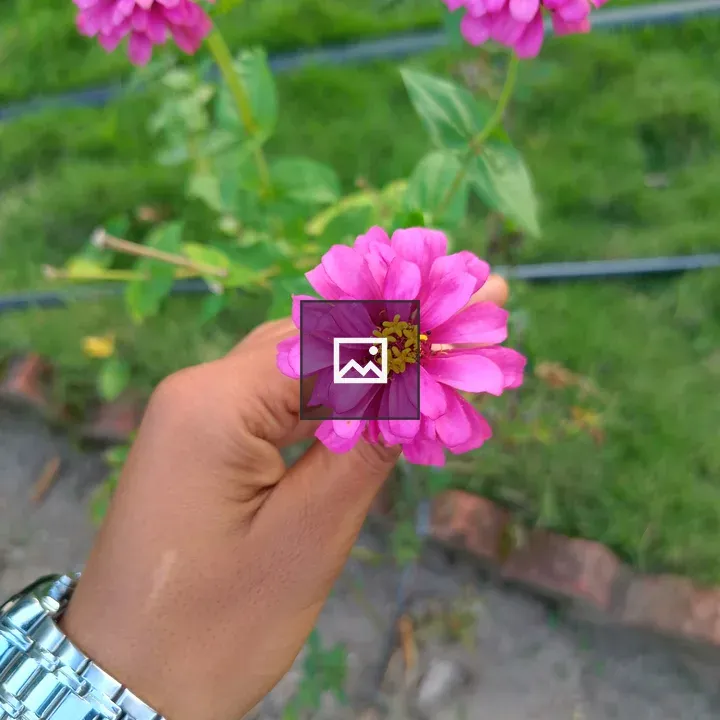 Close-up Hand Holding Pink Flower