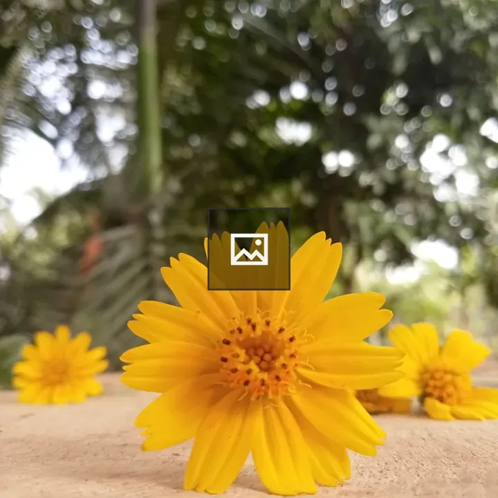 Low clumps of green leaves with yellow flowers
