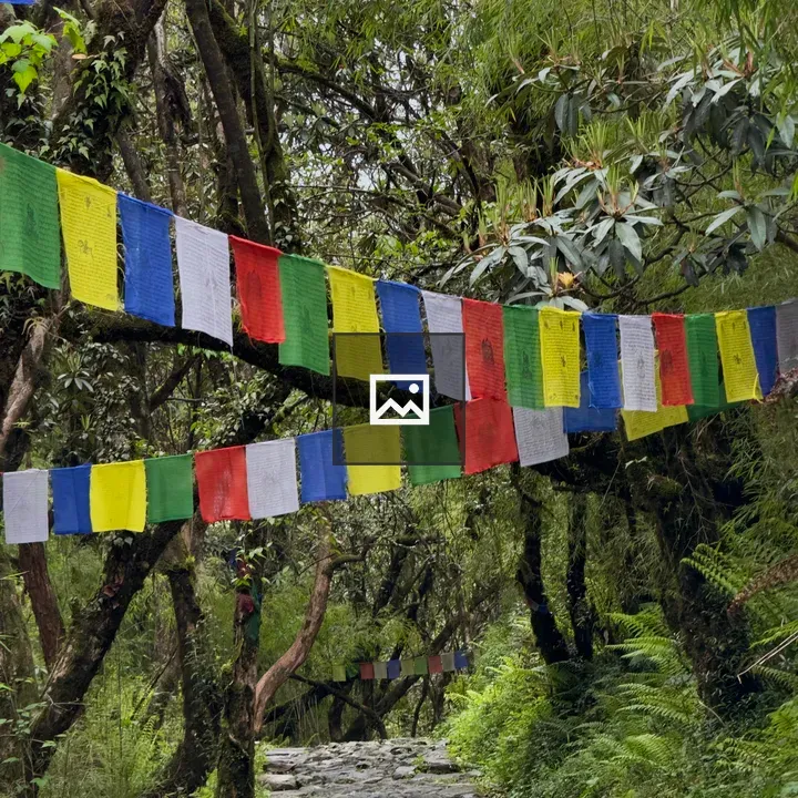 Forest Path with Prayer Flags
