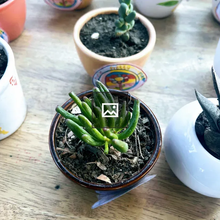 Top-down Jade Succulent in Pot