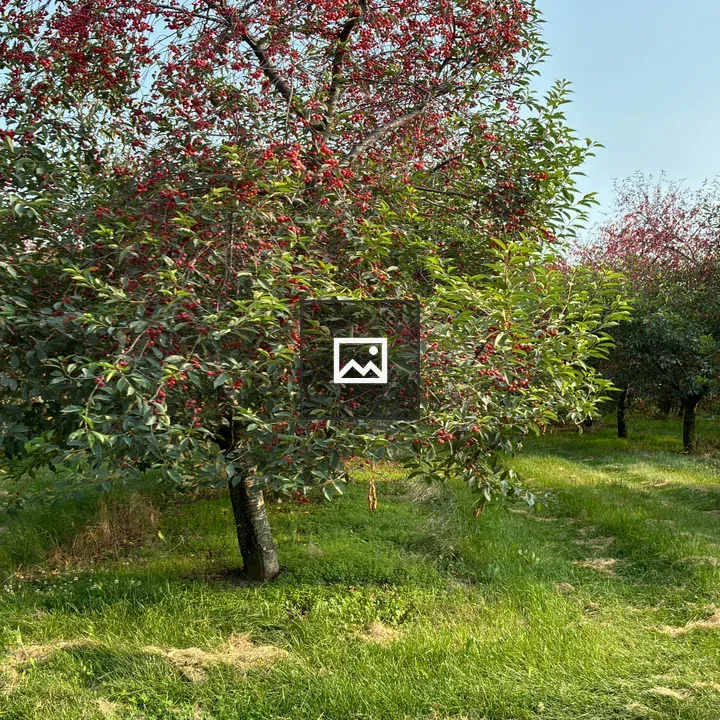 Cherry trees with ripe fruit