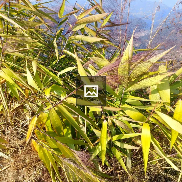 Leaf cluster in sunlight