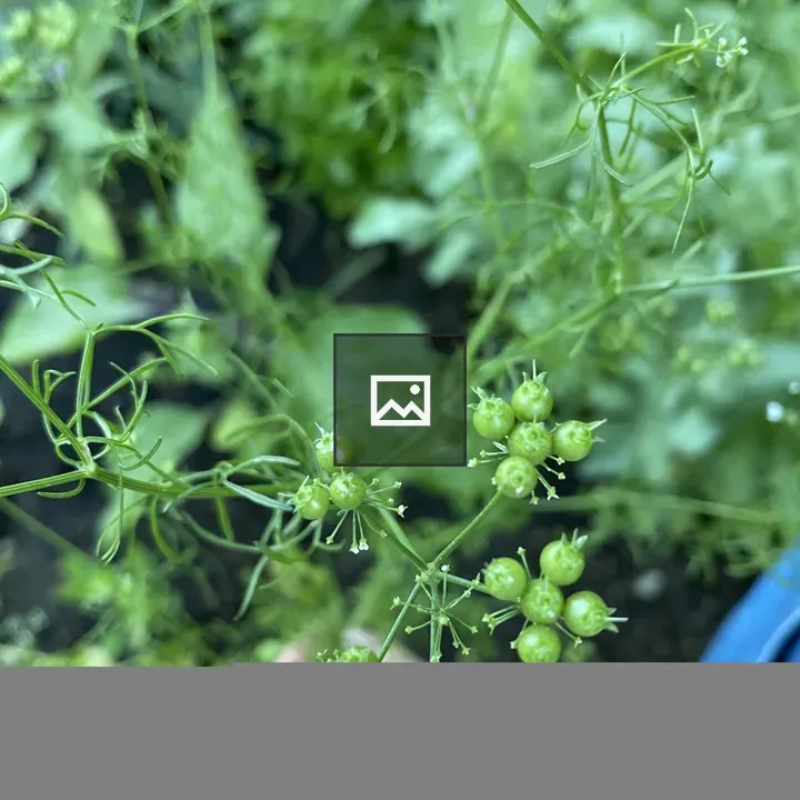 Coriander Plant with Hand in Background