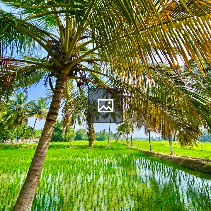 Paddy field with coconut trees