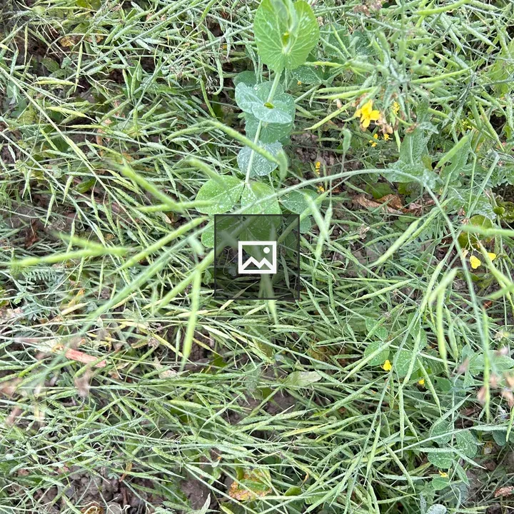 Close-up Patch of Green Vegetation