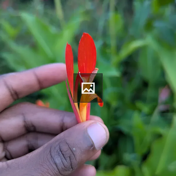 Red and orange flower being held