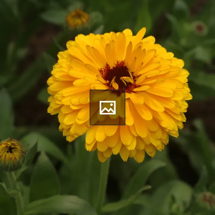Calendula flower in bloom