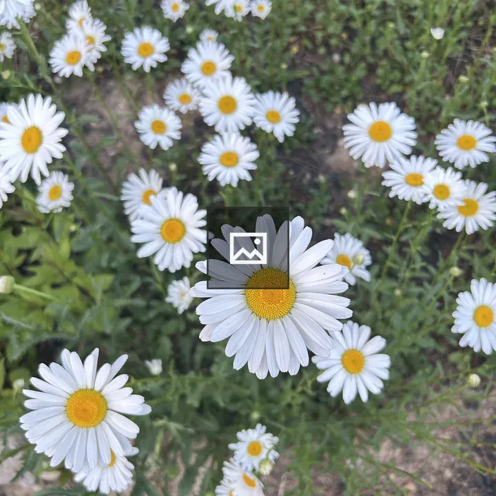 Daisies in Green Meadow