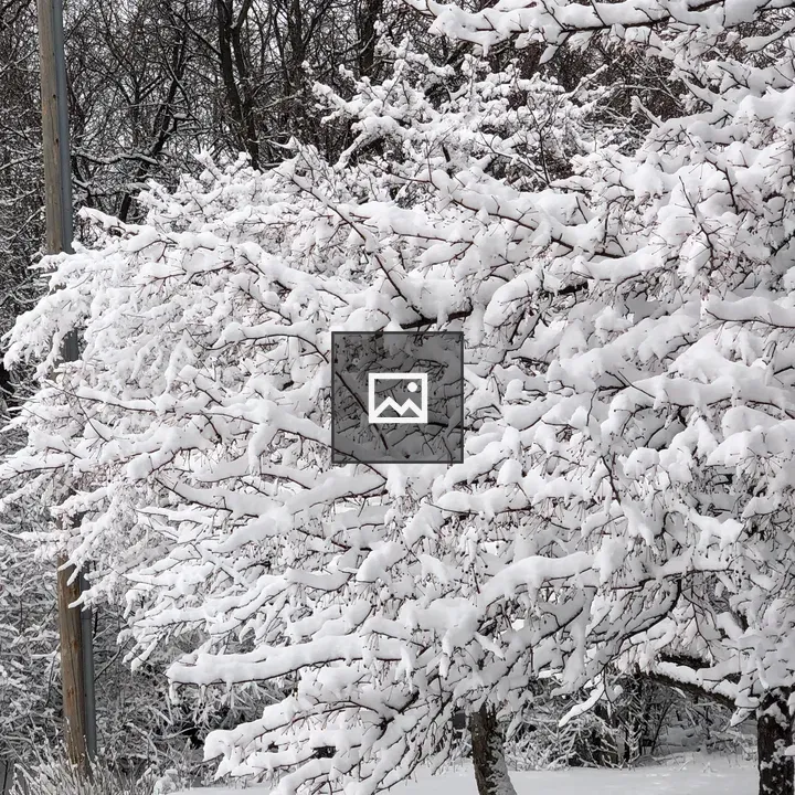 Icy Snow Covered Tree