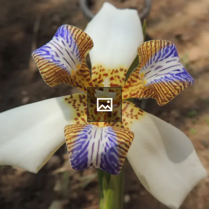 Close-up White Flower with Purple and Yellow Petals
