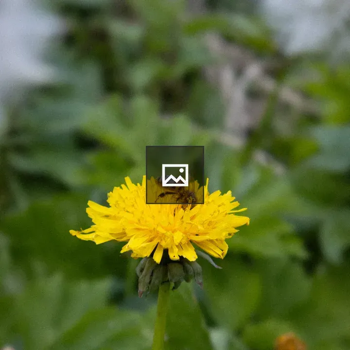 Bee and dandelion in bloom