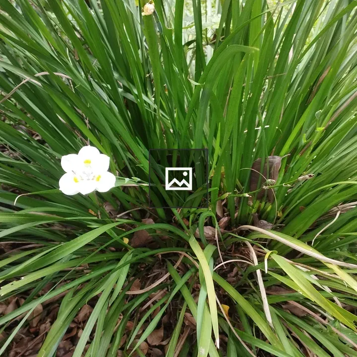 White lily in flower