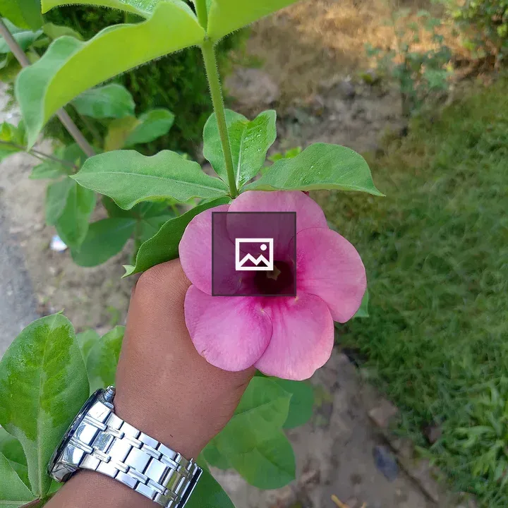 Hand with silver watch holding violet flower