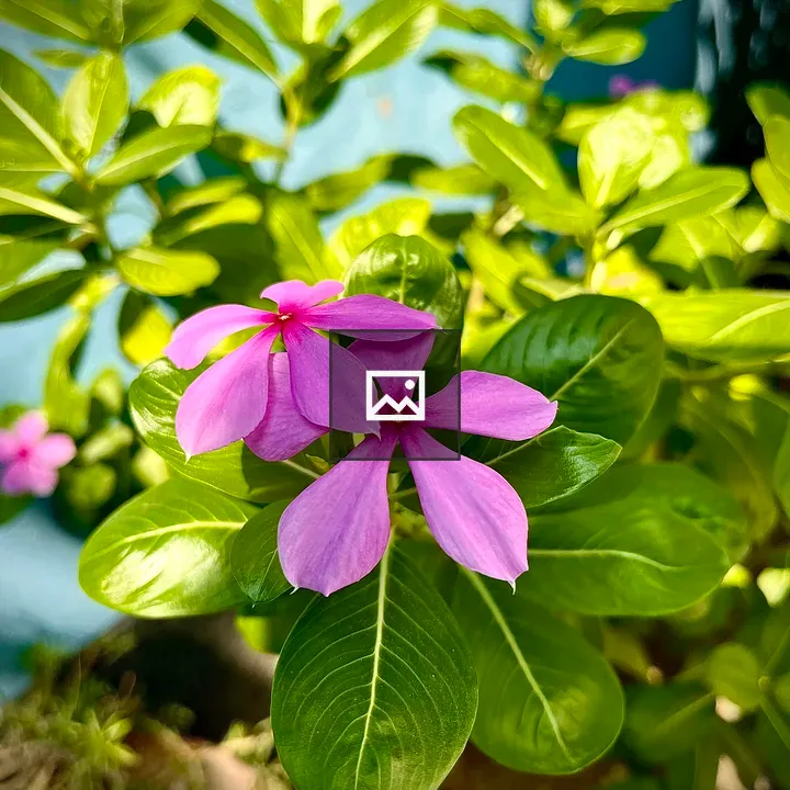 Purple vinca flowers